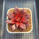 Echeveria Agavoides 'Luming' 2" Succulent Plant