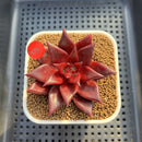 Echeveria Agavoides 'Luming' 2" Succulent Plant