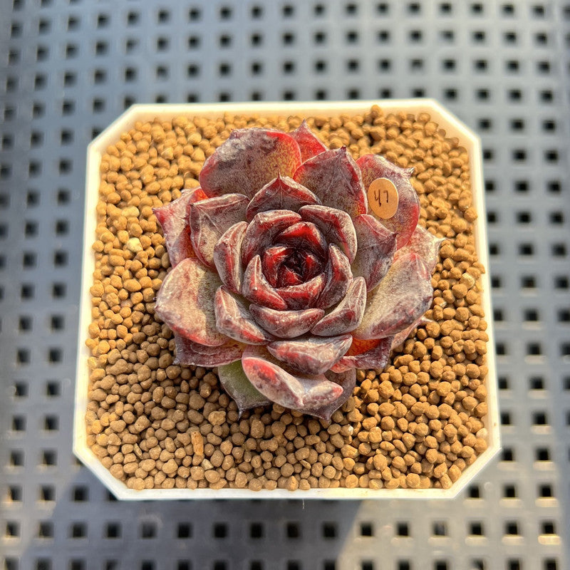 Echeveria Hybrid sp. 1"-2" Hand-Selected Clone (From Brotherly Farm) Succulent Plant Cutting