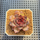 Echeveria Hybrid sp. 1"-2" Hand-Selected Clone (From Brotherly Farm) Succulent Plant Cutting