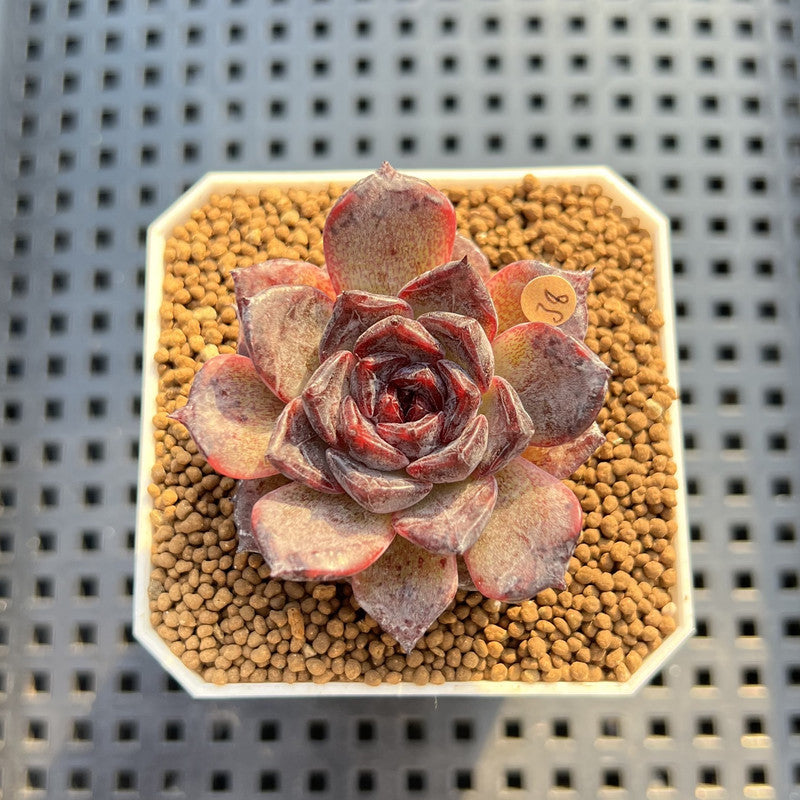 Echeveria Hybrid sp. 1"-2" Hand-Selected Clone (From Brotherly Farm) Succulent Plant Cutting
