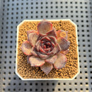 Echeveria Hybrid sp. 1"-2" Hand-Selected Clone (From Brotherly Farm) Succulent Plant Cutting