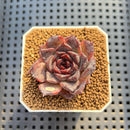 Echeveria Hybrid sp. 1"-2" Hand-Selected Clone (From Brotherly Farm) Succulent Plant Cutting