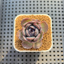 Echeveria Hybrid sp. 1"-2" Hand-Selected Clone (From Brotherly Farm) Succulent Plant Cutting