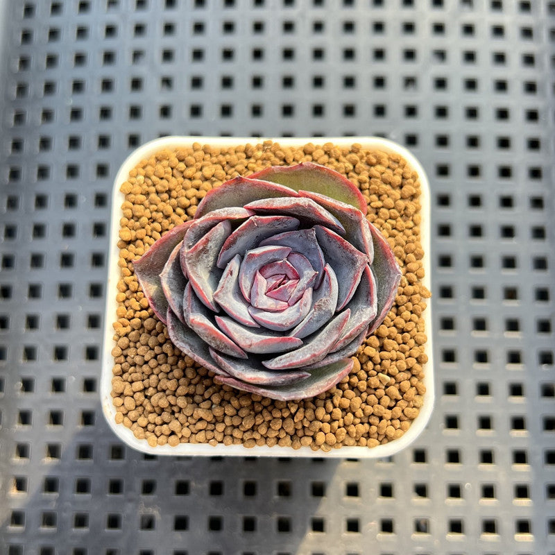 Echeveria Hybrid sp. 1"-2" Hand-Selected Clone (From Brotherly Farm) Succulent Plant Cutting