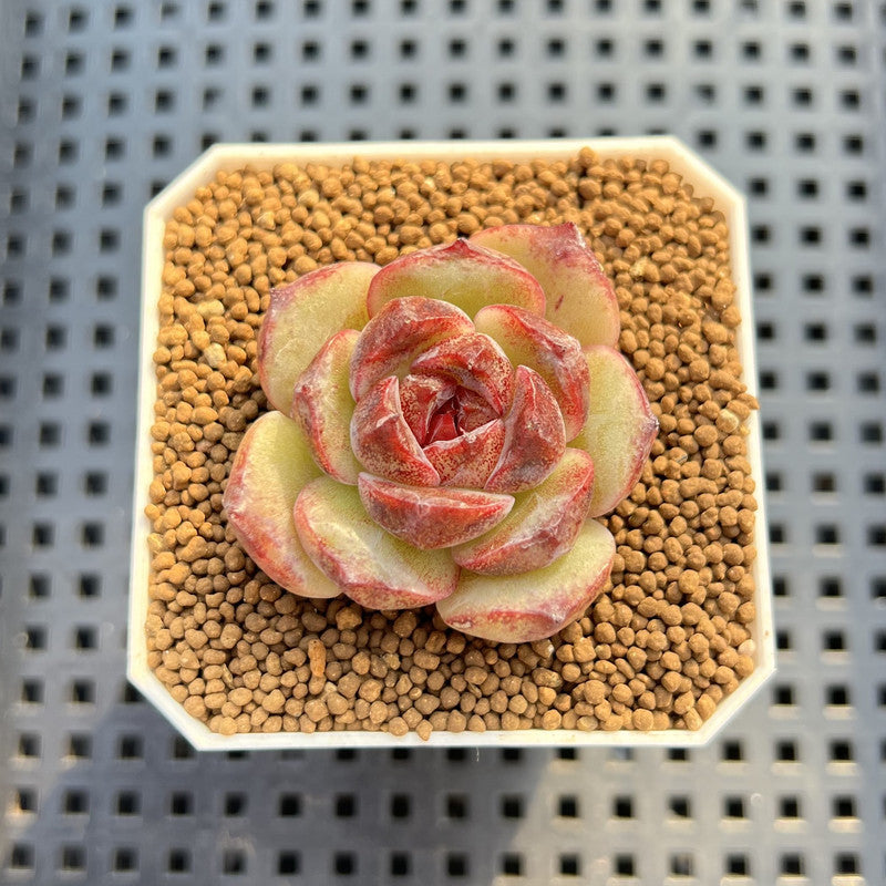 Echeveria Hybrid sp. 1"-2" Hand-Selected Clone (From Brotherly Farm) Succulent Plant Cutting