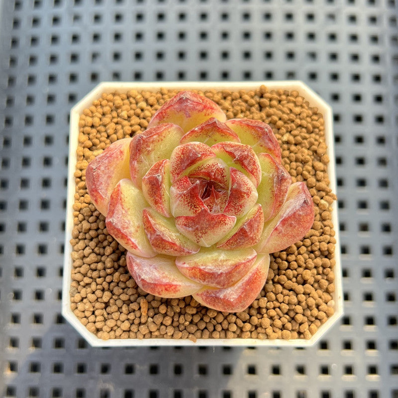 Echeveria Hybrid sp. 1"-2" Hand-Selected Clone (From Brotherly Farm) Succulent Plant Cutting