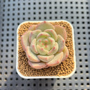 Echeveria Hybrid sp. 1"-2" Hand-Selected Clone (From Brotherly Farm) Succulent Plant Cutting