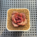 Echeveria Hybrid sp. 1"-2" Hand-Selected Clone (From Brotherly Farm) Succulent Plant Cutting