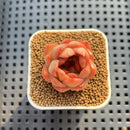 Echeveria Hybrid sp. 1"-2" Hand-Selected Clone (From Brotherly Farm) Succulent Plant Cutting