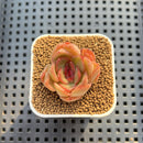 Echeveria Hybrid sp. 1"-2" Hand-Selected Clone (From Brotherly Farm) Succulent Plant Cutting