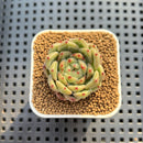 Echeveria Hybrid sp. 1"-2" Hand-Selected Clone (From Brotherly Farm) Succulent Plant Cutting