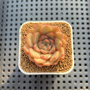 Echeveria Hybrid sp. 1"-2" Hand-Selected Clone (From Brotherly Farm) Succulent Plant Cutting