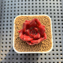 Echeveria Hybrid sp. 1"-2" Hand-Selected Clone (From Brotherly Farm) Succulent Plant Cutting