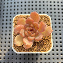 Echeveria Hybrid sp. 1"-2" Hand-Selected Clone (From Brotherly Farm) Succulent Plant Cutting