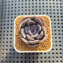 Echeveria Hybrid sp. 1"-2" Hand-Selected Clone (From Brotherly Farm) Succulent Plant Cutting