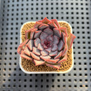 Echeveria Hybrid sp. 1"-2" Hand-Selected Clone (From Brotherly Farm) Succulent Plant Cutting