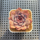 Echeveria Hybrid sp. 1"-2" Hand-Selected Clone (From Brotherly Farm) Succulent Plant Cutting