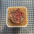 Echeveria Hybrid sp. 1"-2" Hand-Selected Clone (From Brotherly Farm) Succulent Plant Cutting