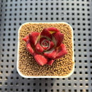 Echeveria Hybrid sp. 1"-2" Hand-Selected Clone (From Brotherly Farm) Succulent Plant Cutting