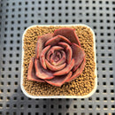 Echeveria Hybrid sp. 1"-2" Hand-Selected Clone (From Brotherly Farm) Succulent Plant Cutting