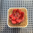 Echeveria Hybrid sp. 1"-2" Hand-Selected Clone (From Brotherly Farm) Succulent Plant Cutting