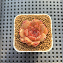 Echeveria Hybrid sp. 1"-2" Hand-Selected Clone (From Brotherly Farm) Succulent Plant Cutting