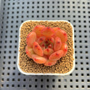 Echeveria Hybrid sp. 1"-2" Hand-Selected Clone (From Brotherly Farm) Succulent Plant Cutting