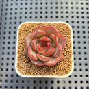 Echeveria Hybrid sp. 1"-2" Hand-Selected Clone (From Brotherly Farm) Succulent Plant Cutting