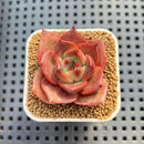 Echeveria Hybrid sp. 1"-2" Hand-Selected Clone (From Brotherly Farm) Succulent Plant Cutting