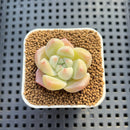 Echeveria Hybrid sp. 1"-2" Hand-Selected Clone (From Brotherly Farm) Succulent Plant Cutting