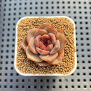 Echeveria Hybrid sp. 1"-2" Hand-Selected Clone (From Brotherly Farm) Succulent Plant Cutting
