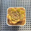 Echeveria Hybrid sp. 1"-2" Hand-Selected Clone (From Brotherly Farm) Succulent Plant Cutting