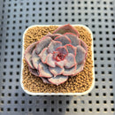 Echeveria Hybrid sp. 1"-2" Hand-Selected Clone (From Brotherly Farm) Succulent Plant Cutting