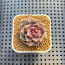 Echeveria Hybrid sp. 1"-2" Hand-Selected Clone (From Brotherly Farm) Succulent Plant Cutting