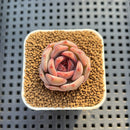 Echeveria Hybrid sp. 1"-2" Hand-Selected Clone (From Brotherly Farm) Succulent Plant Cutting