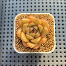 Echeveria Hybrid sp. 1"-2" Hand-Selected Clone (From Brotherly Farm) Succulent Plant Cutting