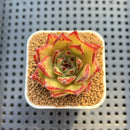 Echeveria Hybrid sp. 1"-2" Hand-Selected Clone (From Brotherly Farm) Succulent Plant Cutting