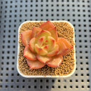 Echeveria Hybrid sp. 1"-2" Hand-Selected Clone (From Brotherly Farm) Succulent Plant Cutting