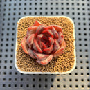 Echeveria Hybrid sp. 1"-2" Hand-Selected Clone (From Brotherly Farm) Succulent Plant Cutting