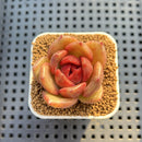 Echeveria Hybrid sp. 1"-2" Hand-Selected Clone (From Brotherly Farm) Succulent Plant Cutting
