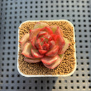 Echeveria Hybrid sp. 1"-2" Hand-Selected Clone (From Brotherly Farm) Succulent Plant Cutting