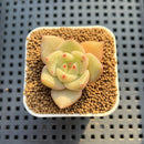 Echeveria Hybrid sp. 1"-2" Hand-Selected Clone (From Brotherly Farm) Succulent Plant Cutting