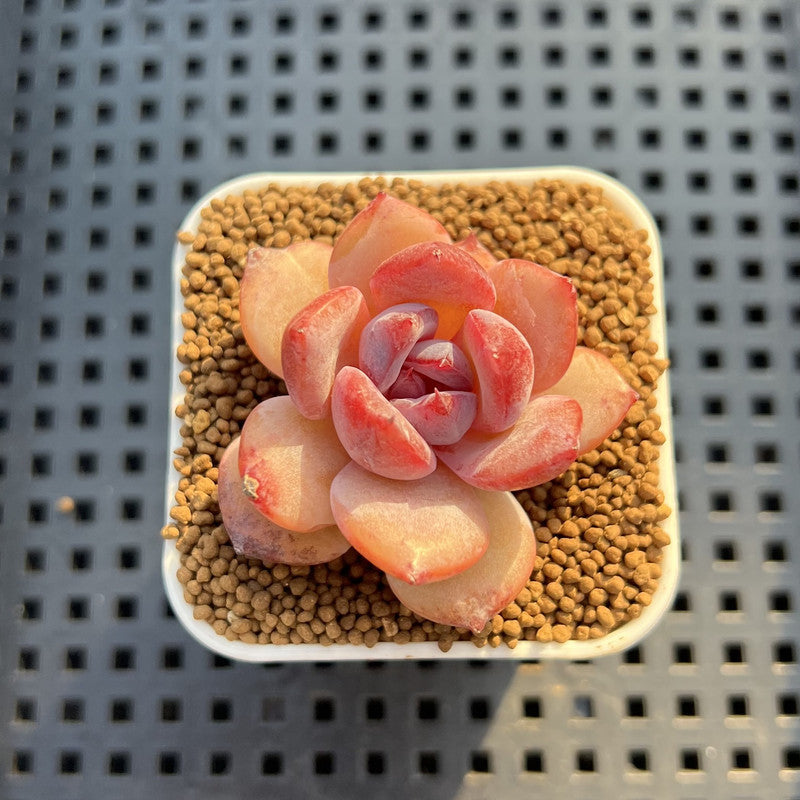 Echeveria Hybrid sp. 1"-2" Hand-Selected Clone (From Brotherly Farm) Succulent Plant Cutting