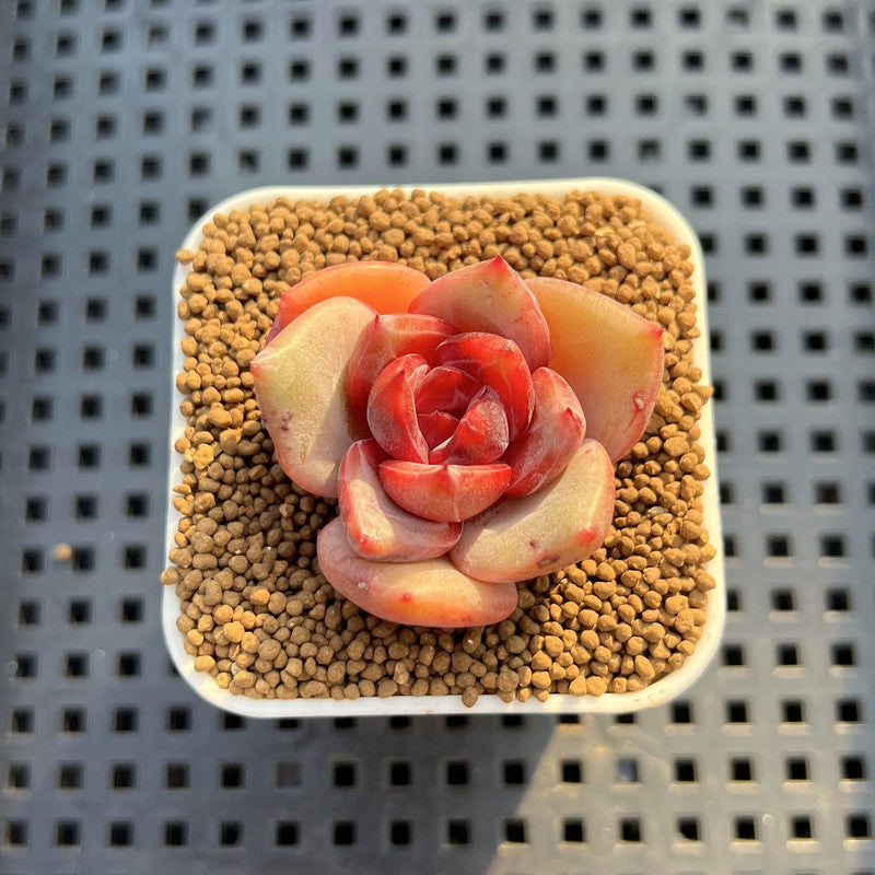 Echeveria Hybrid sp. 1"-2" Hand-Selected Clone (From Brotherly Farm) Succulent Plant Cutting