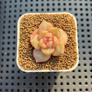 Echeveria Hybrid sp. 1"-2" Hand-Selected Clone (From Brotherly Farm) Succulent Plant Cutting