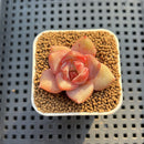 Echeveria Hybrid sp. 1"-2" Hand-Selected Clone (From Brotherly Farm) Succulent Plant Cutting