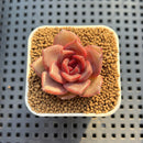 Echeveria Hybrid sp. 1"-2" Hand-Selected Clone (From Brotherly Farm) Succulent Plant Cutting