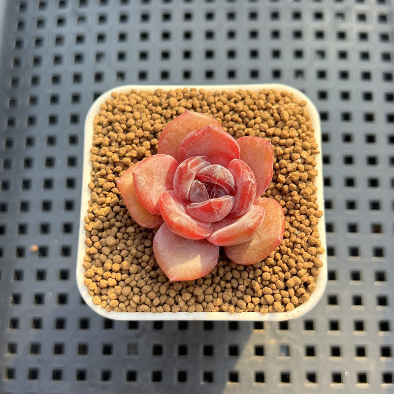 Echeveria Hybrid sp. 1"-2" Hand-Selected Clone (From Brotherly Farm) Succulent Plant Cutting