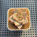 Echeveria Hybrid sp. 1"-2" Hand-Selected Clone (From Brotherly Farm) Succulent Plant Cutting